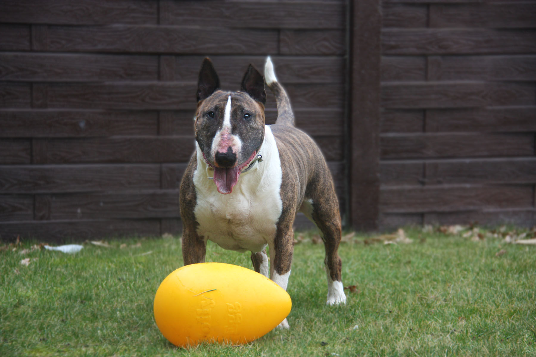 Terrier spielt mit Jolly Egg