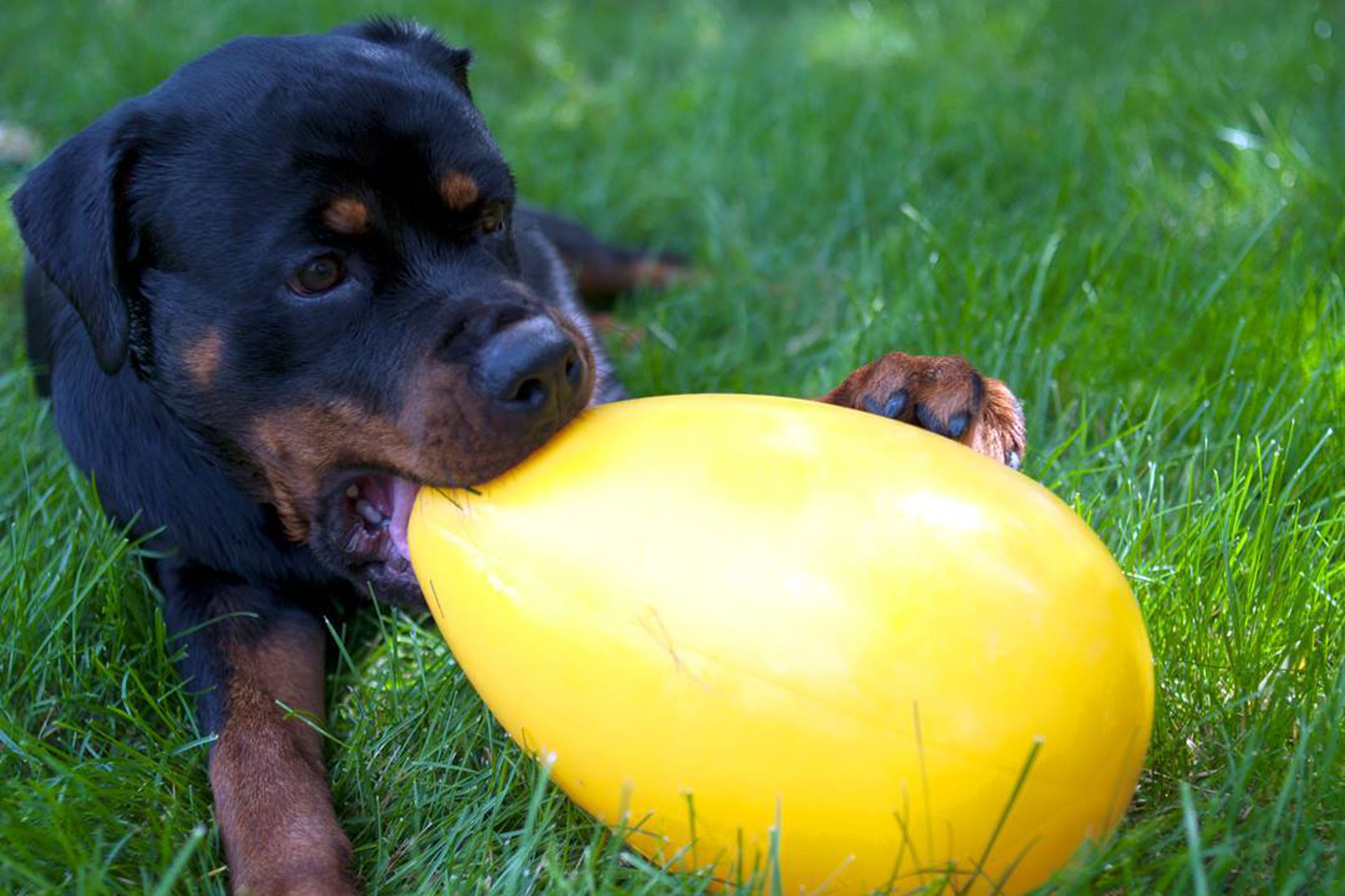 Jolly-Egg-Welpe Welpe spielt mit Jolly Egg 8" gelb