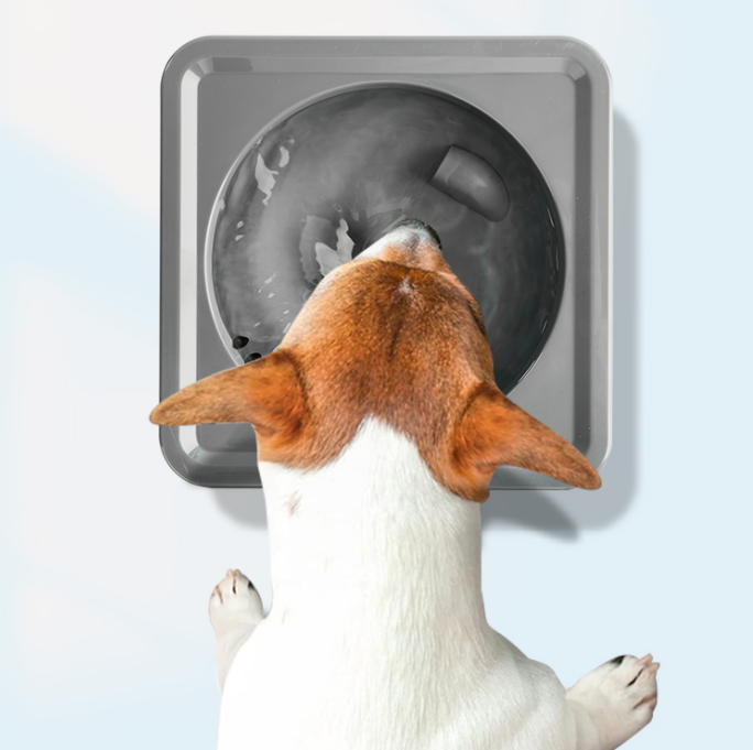 Mini Vortex mit Hund von oben