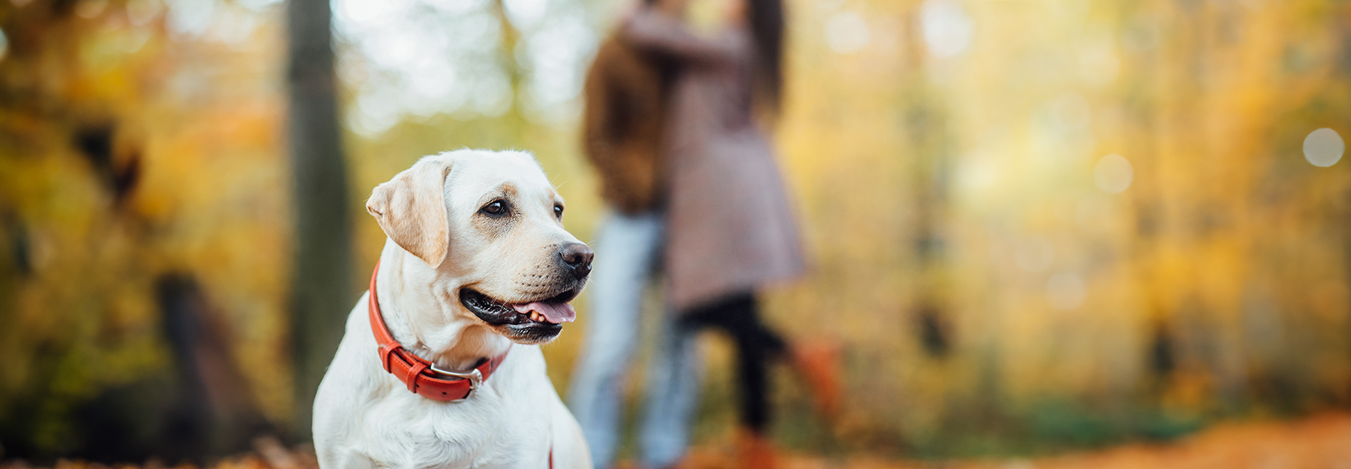Hund mit Halsband und Herrchen und Frauchen unscharf im Hintergrund