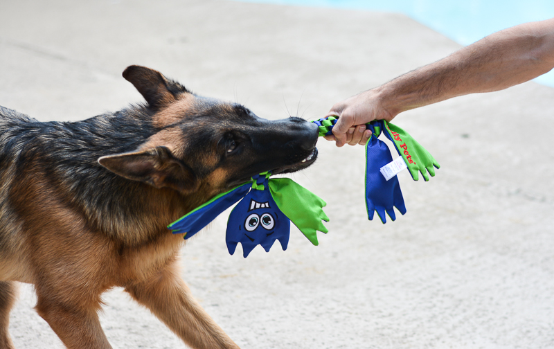 Schaeferhund-mit-Flathead Schäferhund zerrt an Flathead Hundespielzeug