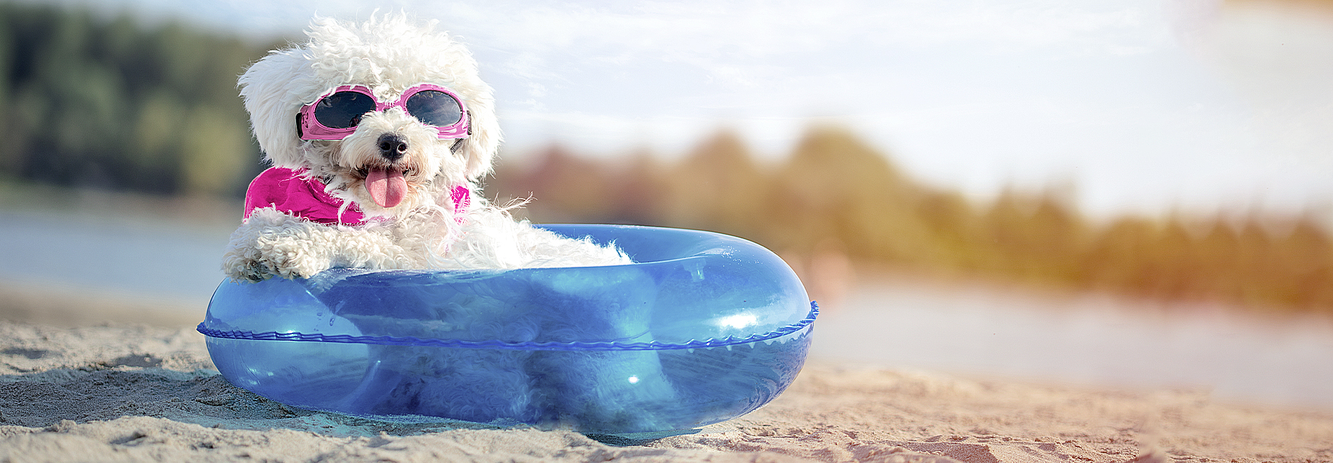 Hund mit Sonnenbrille am Strand