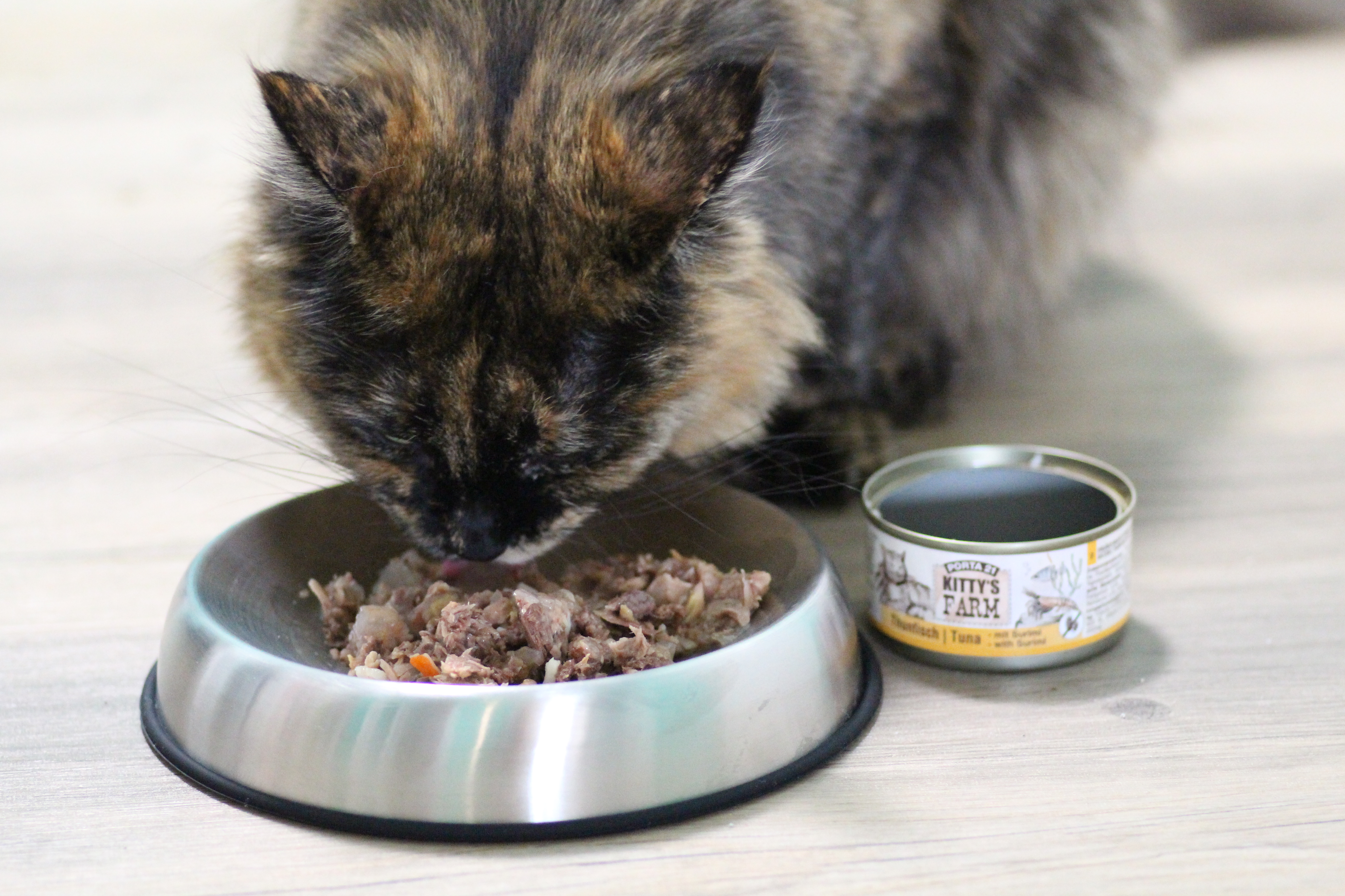 Dunkle-Katze-mit-Catsby-s-Bowl Dunkle Katze frisst Kittys Farm aus Catsby's Bowl