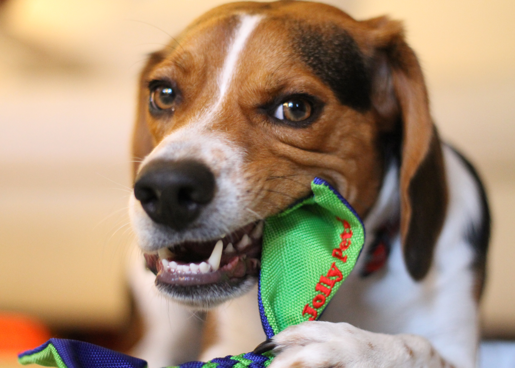 Beagle-mit-Flathead Beagle kaut auf Flathead Hundespielzeug