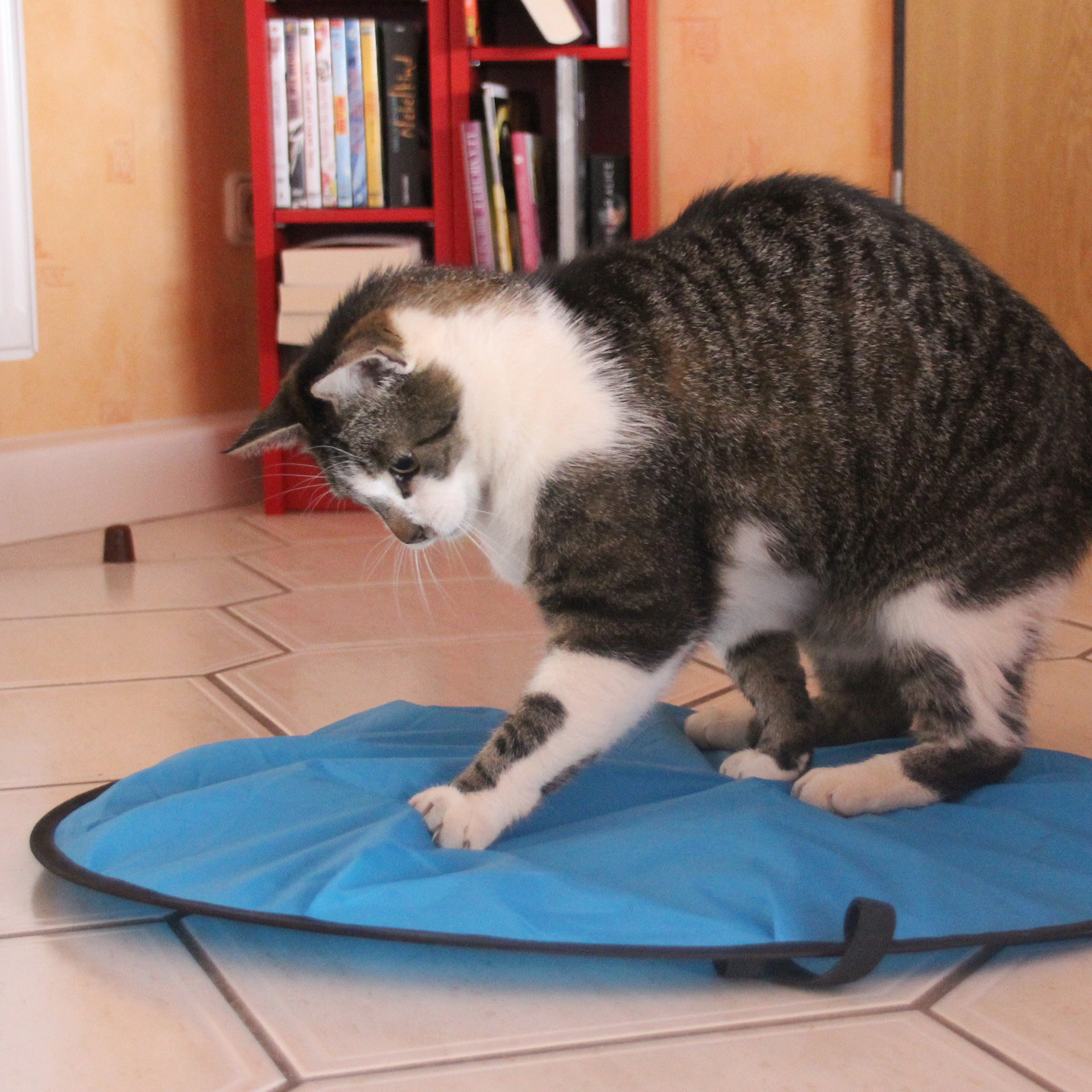 Katze fängt Maus in Mouse in a pouch