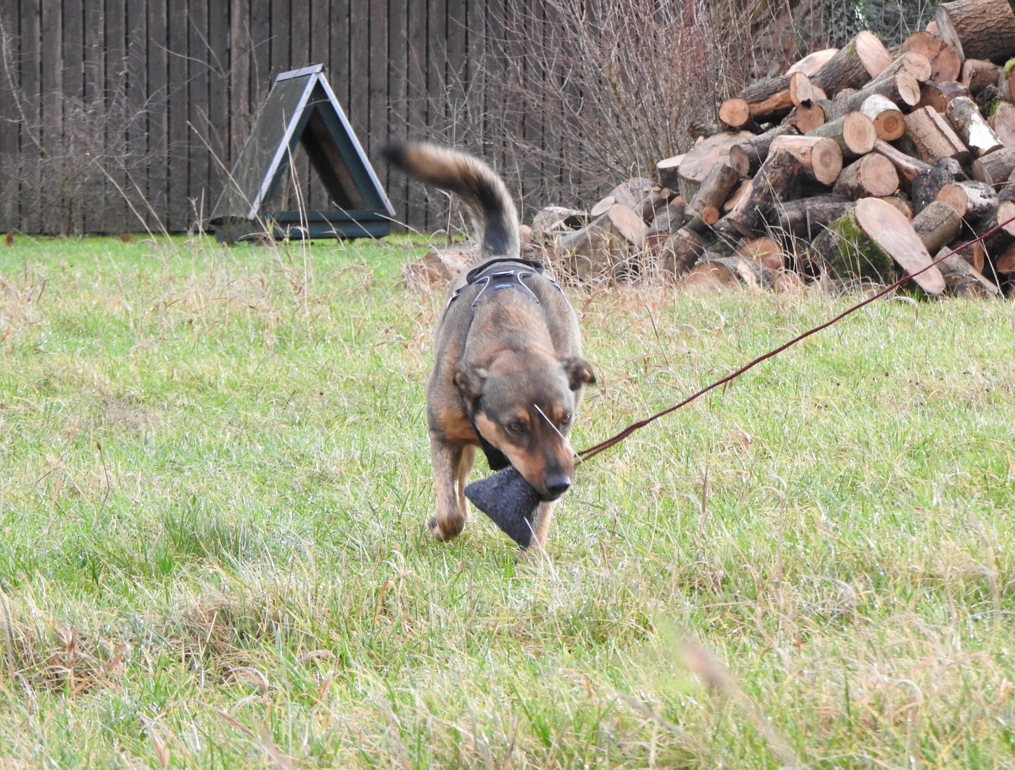 Hund-tr-gt-Trainingsangel-Catch-Me Hund mit Beutel im Maul Catch Me Trainingsangel