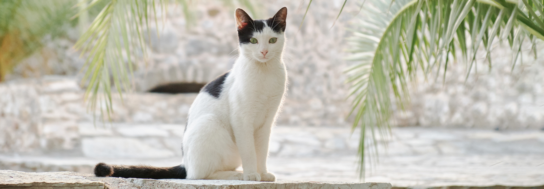 Transporttaschen & Wohlfühlplätze für Katzen
