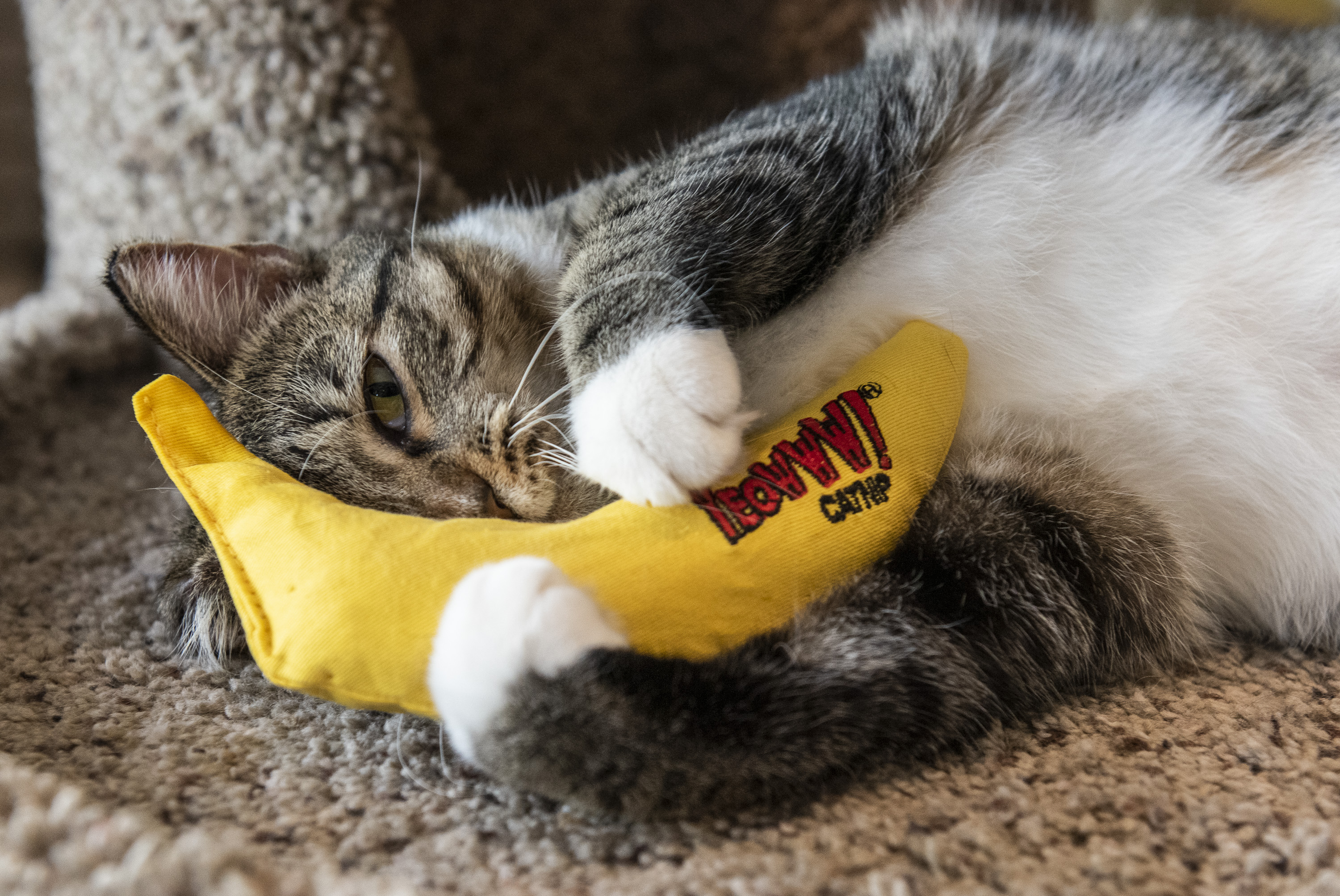 Katze-mit-Yeowww-Banane Katze spielt mit Yeoww Katzenminze Banane