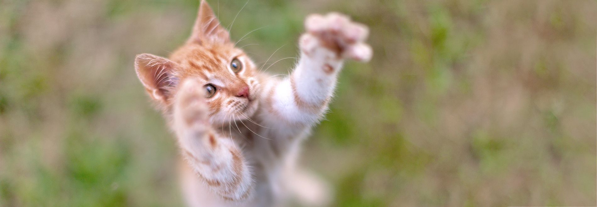 Katzensnacks Katze bekommt Katzensnacks