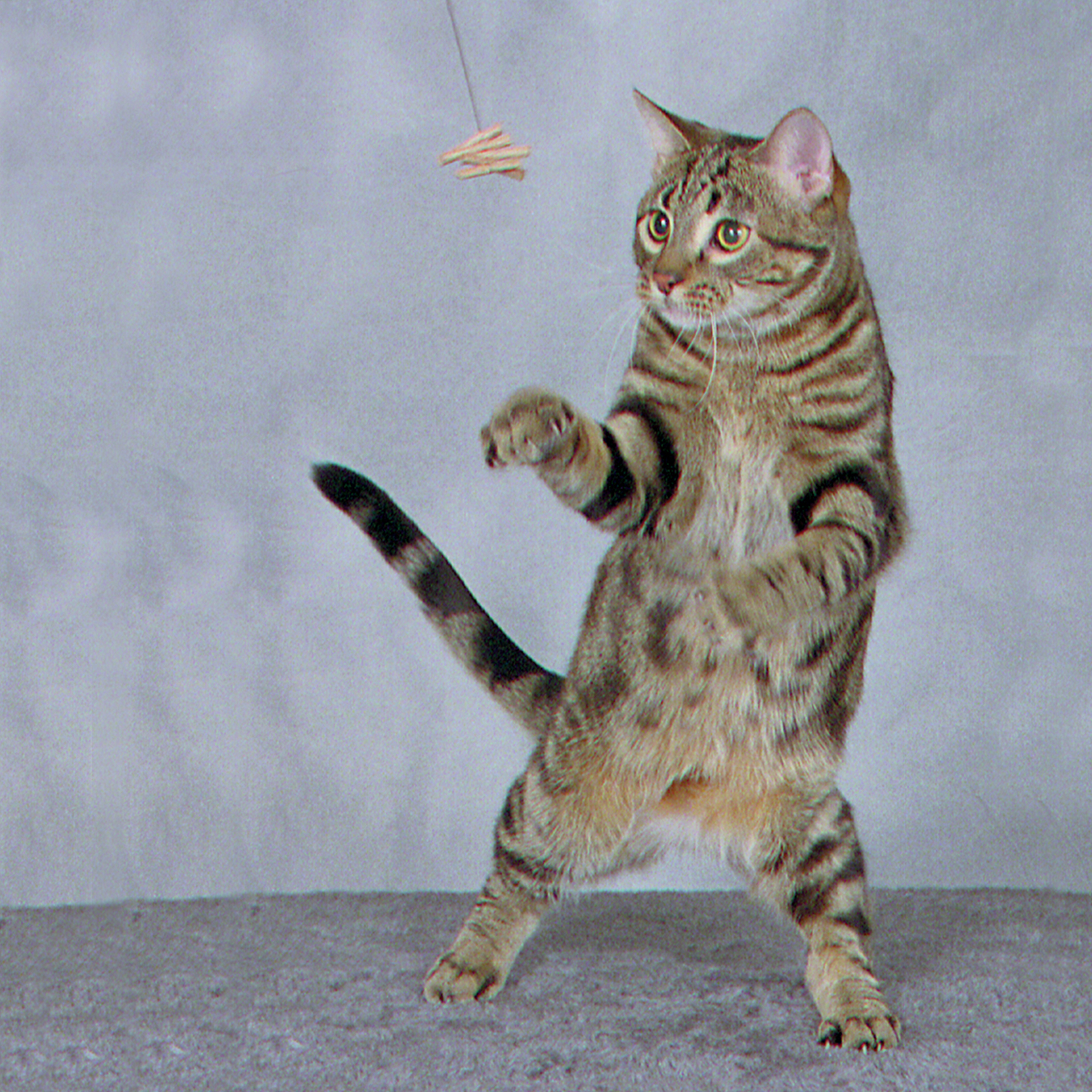 Cat Dancer Spielangel