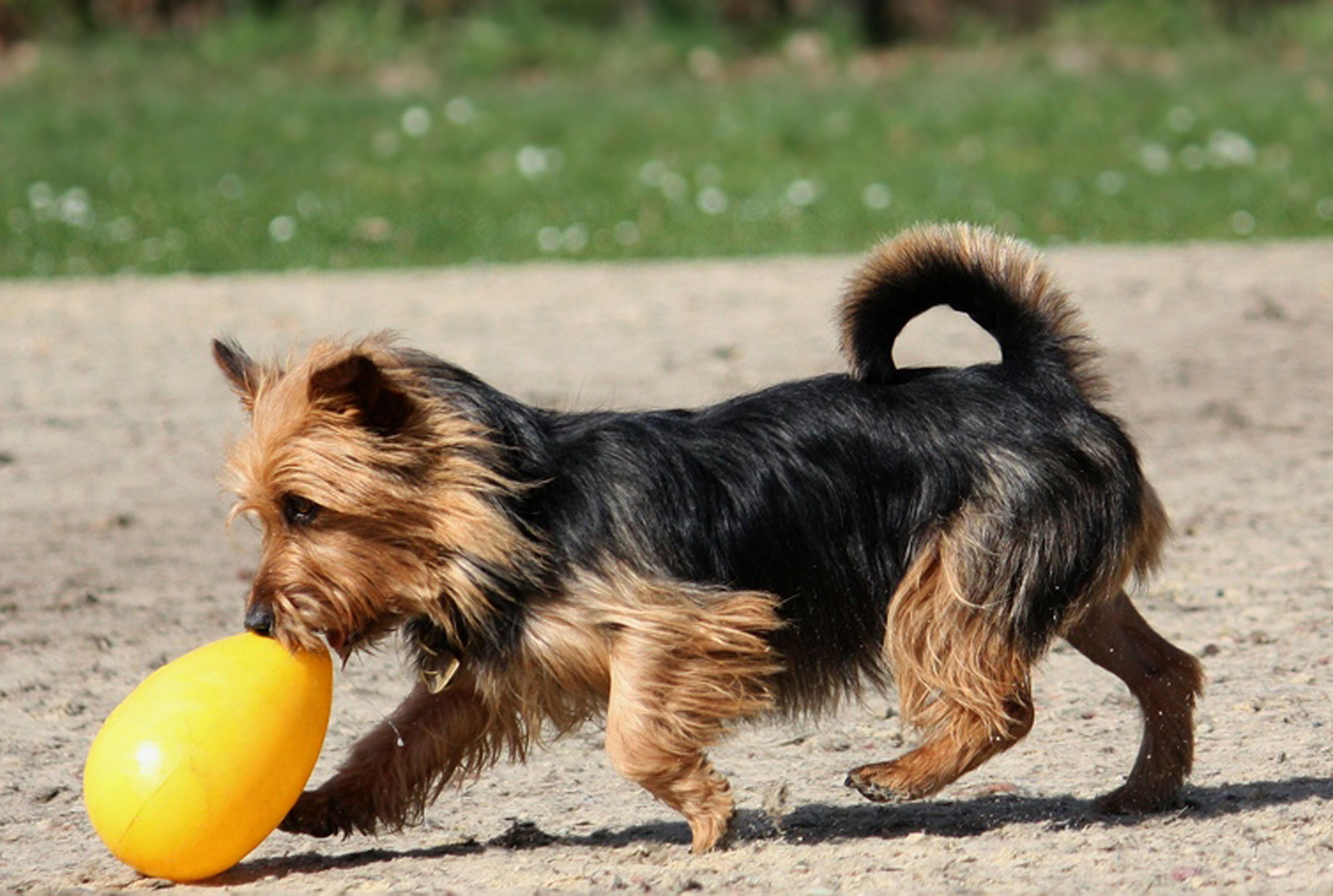 Jolly-Egg-kleiner-Hund Kleiner Hund spielt mit Jolly Egg 8" gelb