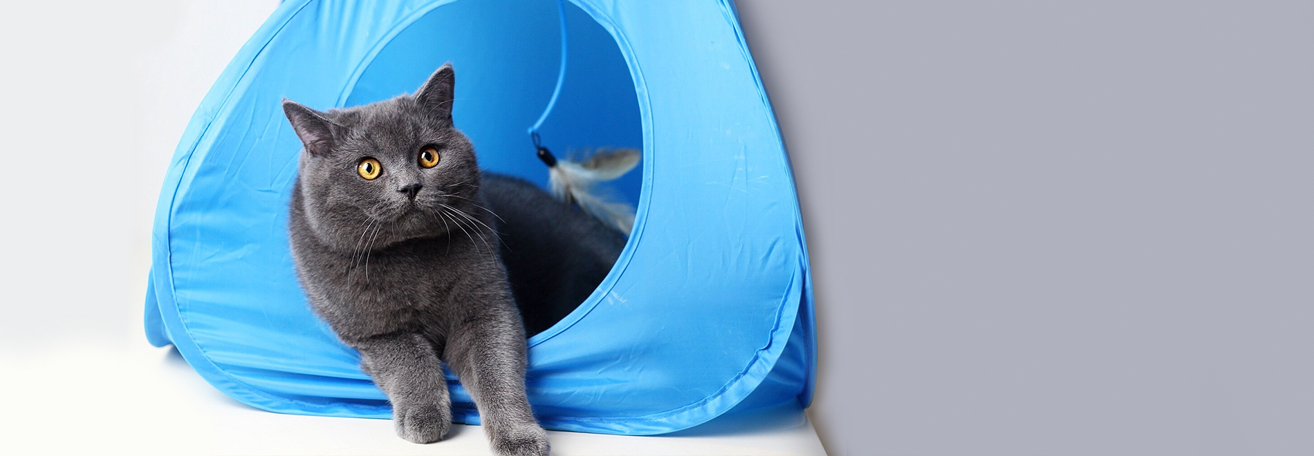 Katze mit elektronischem Katzenspielzeug im Zelt