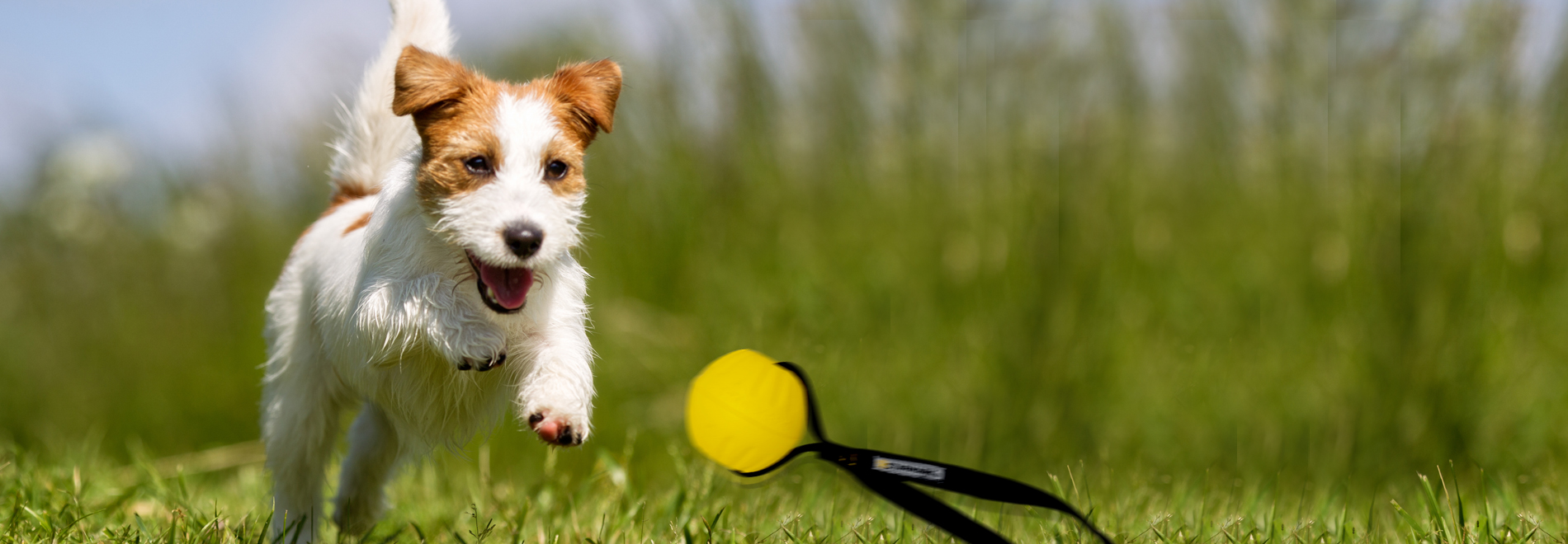 Hund mit einem Wurfspielzeug im Wasser