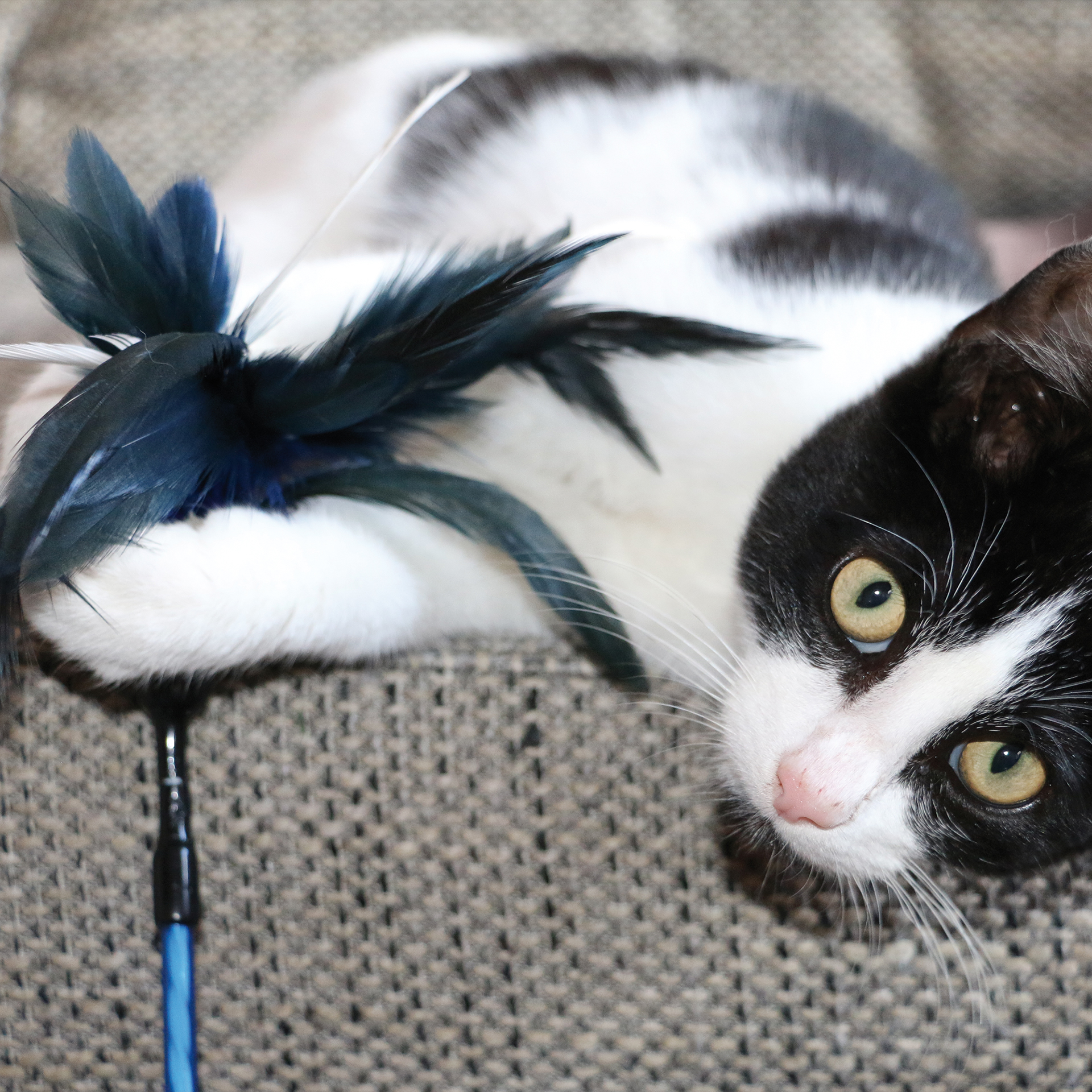 Katze mit Day Dream Katzenspielfeder