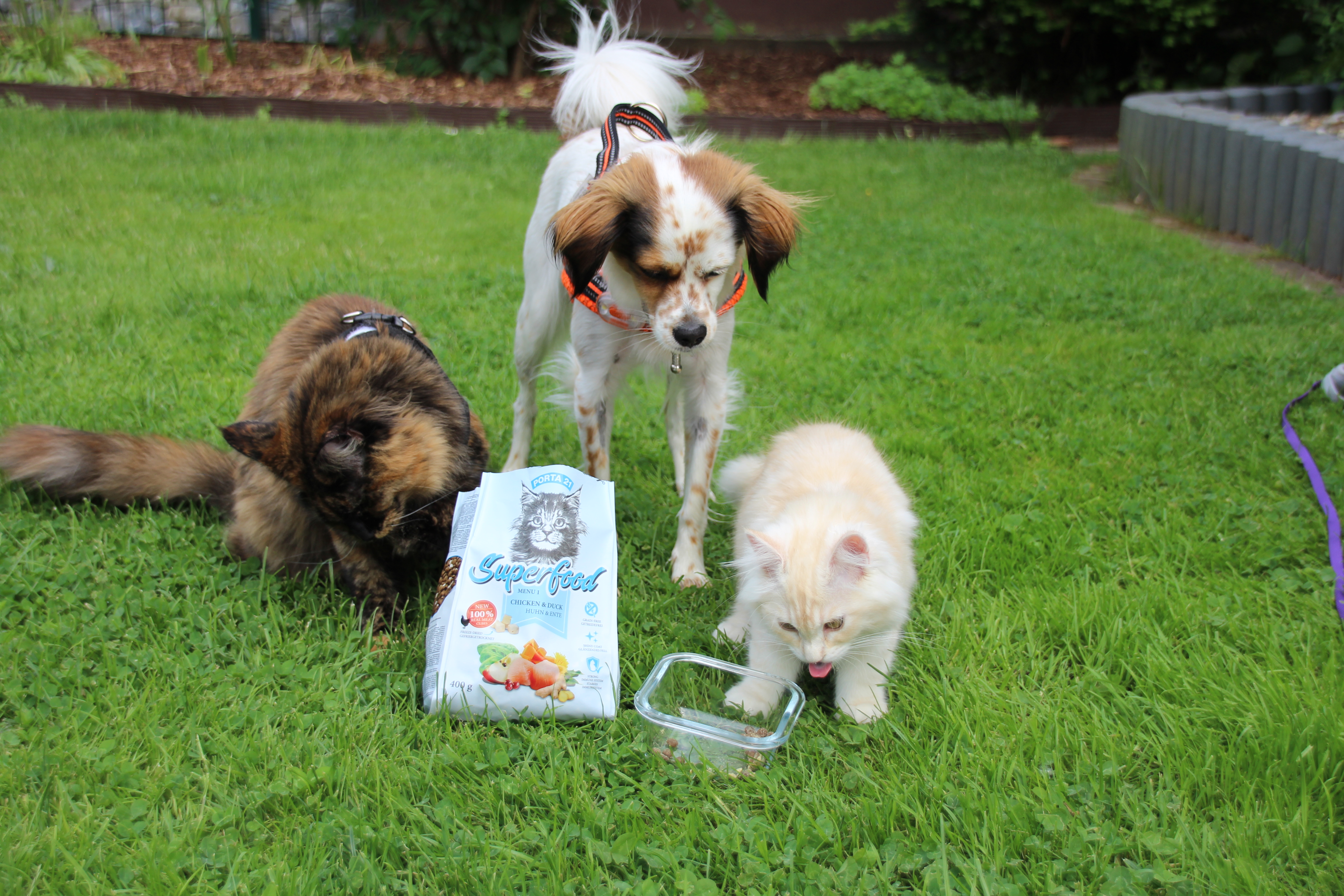 Superfood-Hund-und-zwei-katzen Hund und zwei Katzen fressen Superfood
